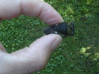 Capturing and releasing the loud vibrating cicada!
