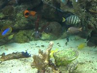 Acuario en Explora