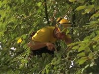 La bonne gestion du patrimoine arboré