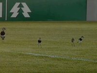 TV Galo HD: Atlético 3 x 1 Santos