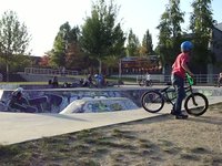Cockwhip