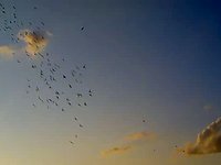 pigeons