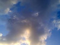 more pigeons
