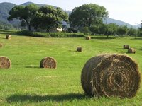 Hay!