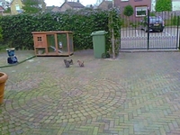 Jessie + broertjes
