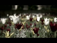 Cinema Reel '09