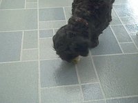 Licorice v. Pear