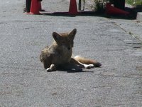 Neighborhood Coyote