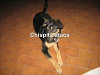 Mi perra Chispita en pleno ataque de ciclotimia