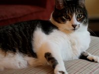 Tiger the HD Cat