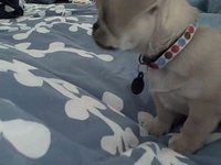 Gussy Playing On The Bed