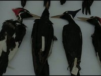 Ghost Bird Press Clip: Dr. Scott Edwards