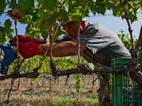 Wine Harvest - Tuscany - September 2009