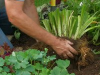 Rose-Hill Gardens Video Series: Dividing Daylilies
