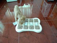 MoMo玩Dog Brick