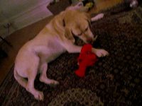 Sophie, chewing, hockey, being Canadian