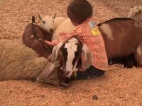Goat bum rush!