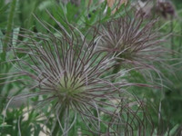 Flowers in the Wind