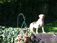 Dog in yard