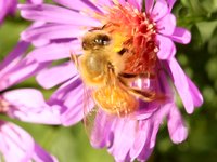 Bees Close-up Test:100mm Macro with Tube Extension Canon 7D 720p 60 slow mo
