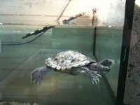 Turtles!