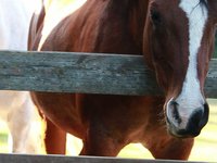 Arabians