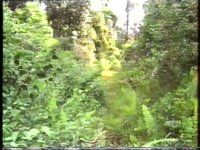 Phasmids of Badas Peat Swamp Forest