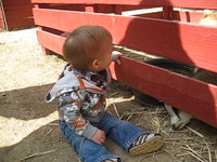 Playing with the Baby Goat