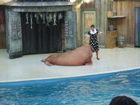 Walrus Doing Sit-Ups