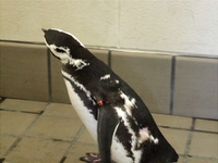 Yoshi the Penguin