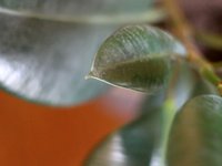 Dusty Plant - Canon EOS 7D 1080 24fps video test 2