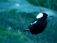 Magpies