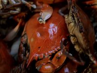 Crab Cookin
