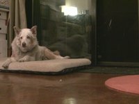 Zoe Dog