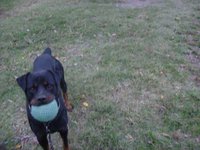 Satan Chases Ball - Trips Me