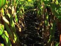 The Morrow Plots