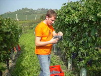 Harvesting Nebbiolo in Felice Vineyard in Barbaresco