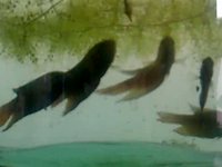 Greedy Fish