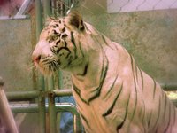 zoo 动物园散步才是正经事