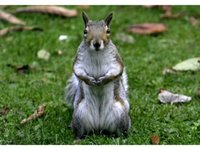Marty The Squirrel's First Message