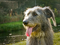 The Dogs (GH1)