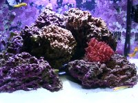 Jeremy Meyer's 29 Gallon Biocube