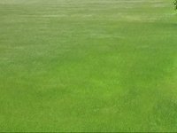 field