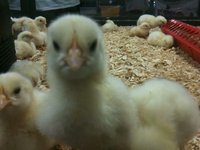 Baby Chicks at the Tulsa State Fair