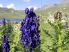 Alta Valtellina - Natura in Val Viola