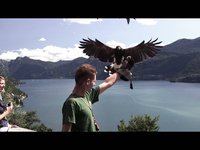 Italy - Falconeria del castello di Vezio (Lago di Como) HD - July 2009
