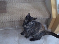 Dog Kitten