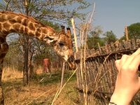 Geoffrey the giraffe licks my hand