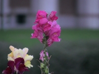HV20+Final Cut Pro Test