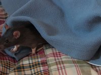 Rat Blanket (1 Minute Video)